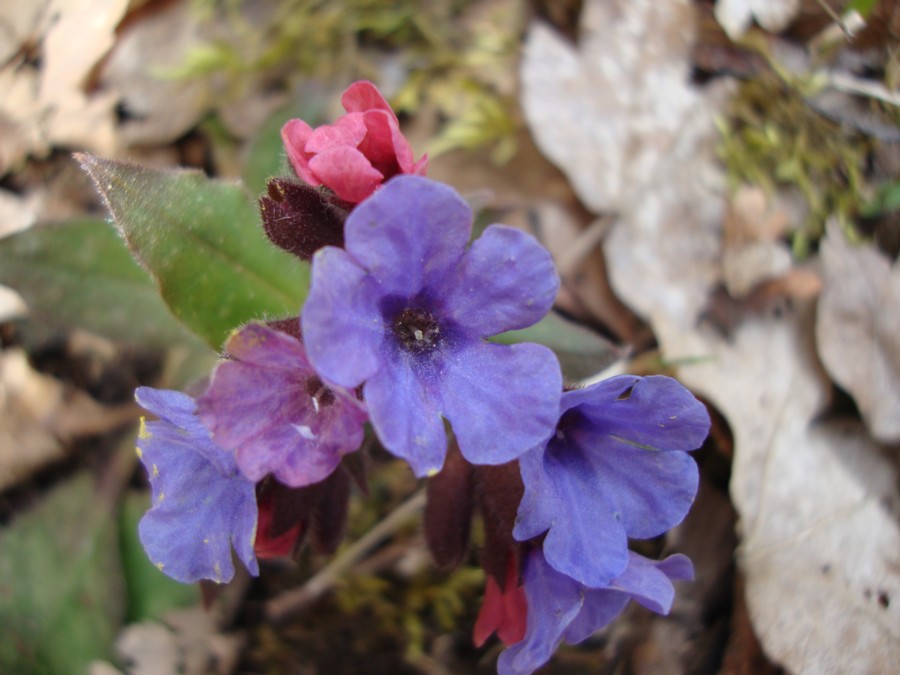 Pulmonaria